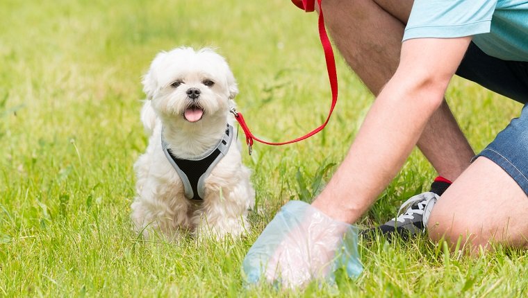 Besitzer räumt nach dem Hund mit Plastiktüte auf