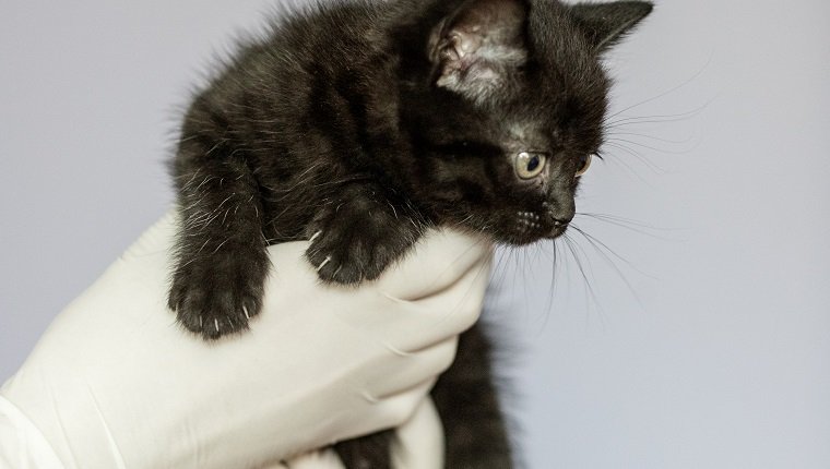 Kleine Katze in den Händen eines Tierarztes. Konzept Haustiere, Behandlung, Tierklinik.