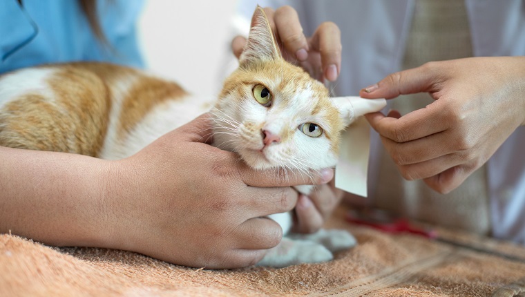 Mittelteil der Tierärzte, die verletzte Katze im Krankenhaus untersuchen