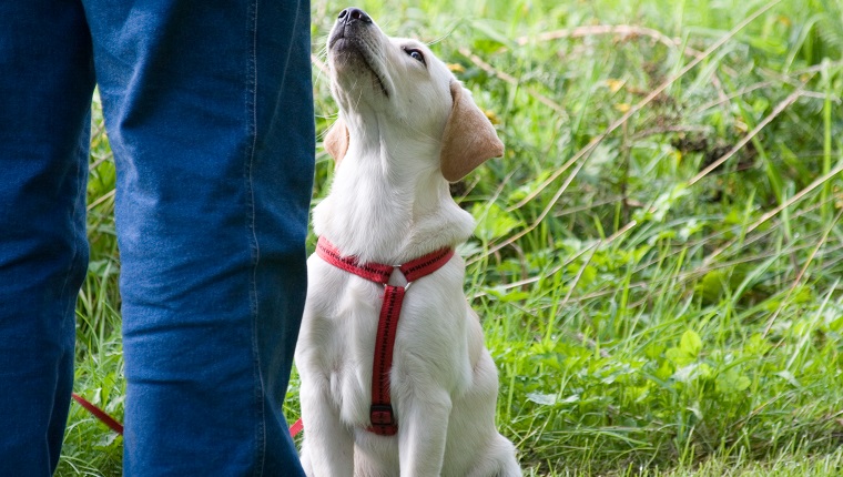 Kleiner Labrador-Welpe achtet auf seinen Besitzer in der Hundeschule.