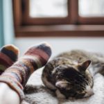 Cat and human in socks