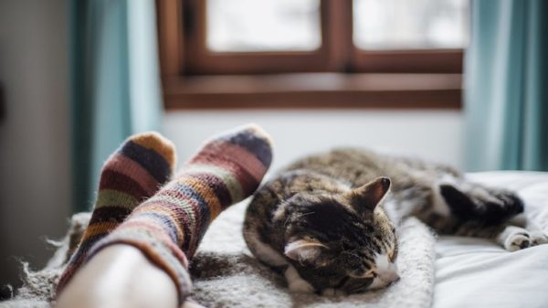 Cat and human in socks