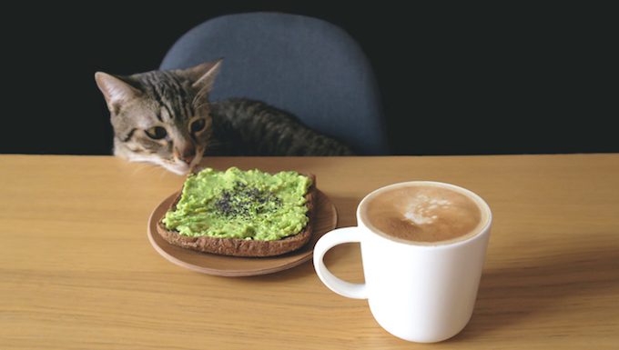 Katze mit Frühstück