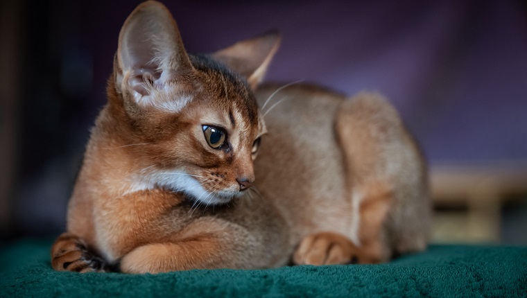 Schönes abessinisches Kätzchen liegt Vorderansicht Nahaufnahmeporträt