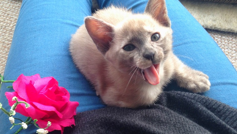 Gähnendes blauäugiges Baby-Tonkinese-Kätzchen, das auf einem menschlichen Schoß mit einer rosa Rose lächelt