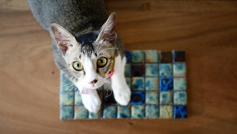 Junge singapurische Katze, die von einem Tisch in die Kamera schaut
