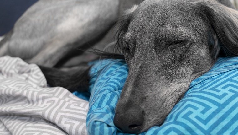 müder grauer Windhund, der auf einem blauen Kissen und einem weißen Laken schläft. Nahansicht. Ein beruhigter Ausdruck der Schnauze.