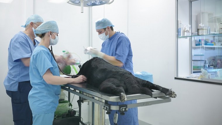 Tierärzte, die chirurgische Peelings im Veterinär-Operationssaal tragen, Hund auf Operationstisch