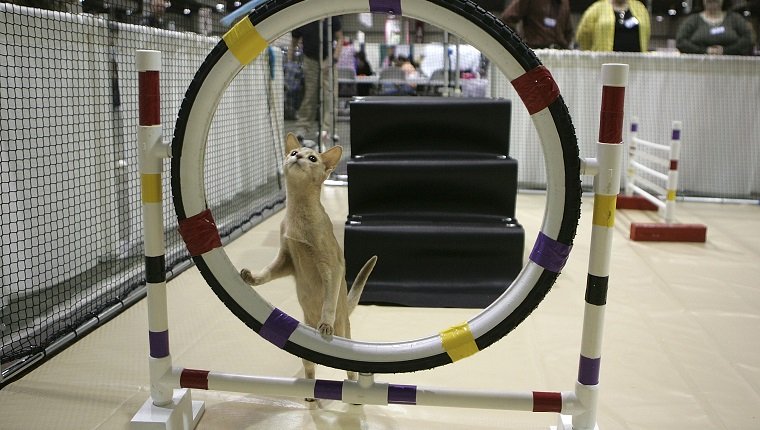 SAN MATEO, CA - NOVEMBER 18: An Abyssinian cat contmeplates jumping through a hoop while practicing an agility course during the 18th Annual Cat Fanciers