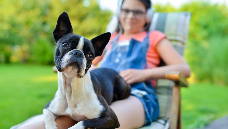 Hund und Teenager ruhen im Garten - süßer Boston Terrier Welpe auf dem Schoß seiner Dame