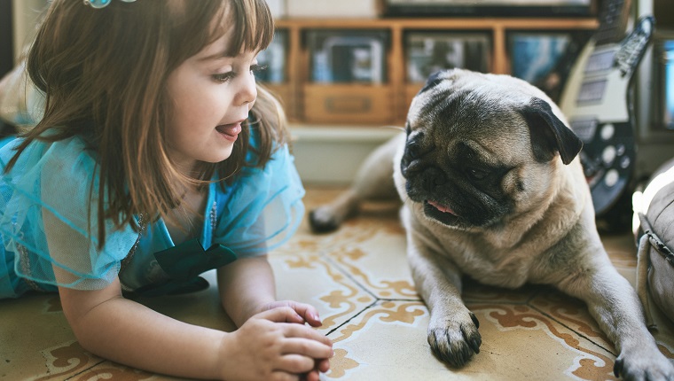 Nettes Mädchen, das Mops betrachtet, während auf Teppich liegend. Das Kind streckt die Zunge heraus, während es sich mit dem Hund entspannt. Sie sind zuhause.