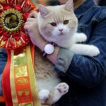 WUHAN, CHINA - OCTOBER 22: A British Shorthair cat is awarded a ribbon during the TICA international cat show at the Aoshan Shiji Plaza on October 22, 2016 in Wuhan, Hubei province, China.