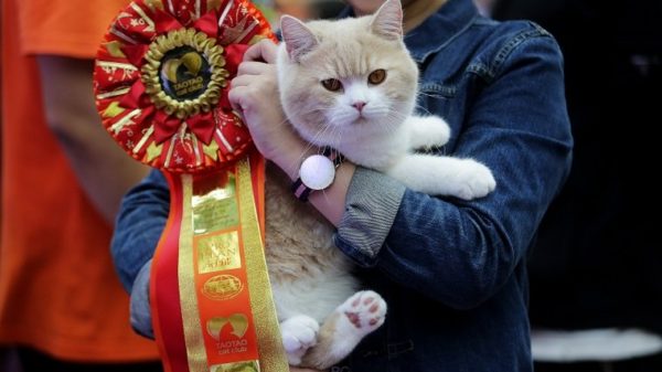 WUHAN, CHINA - OCTOBER 22: A British Shorthair cat is awarded a ribbon during the TICA international cat show at the Aoshan Shiji Plaza on October 22, 2016 in Wuhan, Hubei province, China.