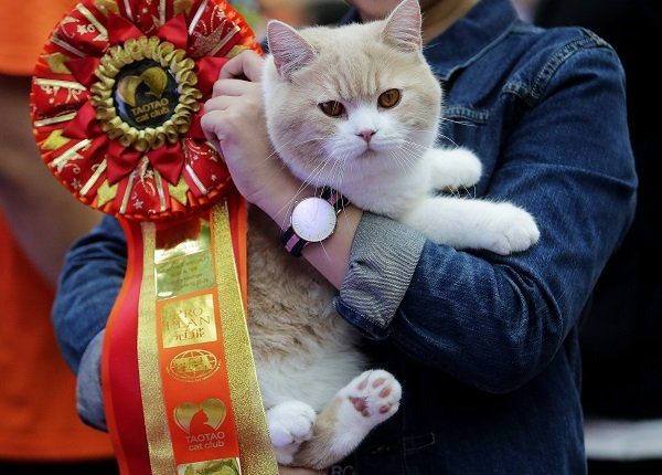 WUHAN, CHINA - OCTOBER 22: A British Shorthair cat is awarded a ribbon during the TICA international cat show at the Aoshan Shiji Plaza on October 22, 2016 in Wuhan, Hubei province, China.