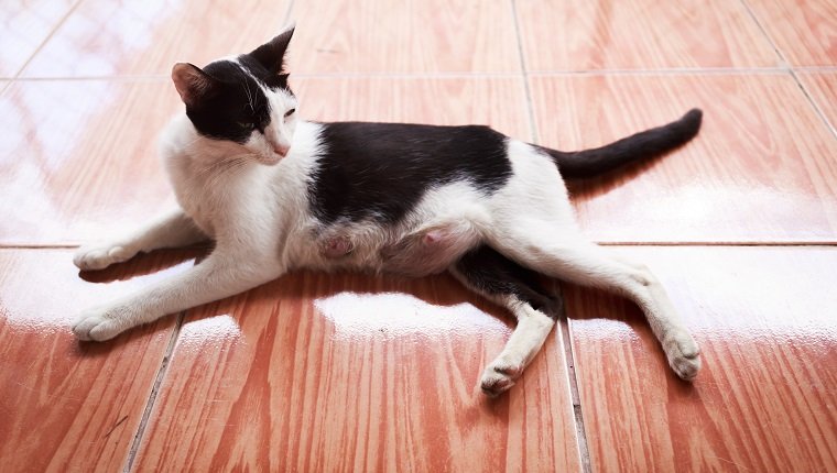 Schwangere Katzenruhe und Liegen auf dem Boden