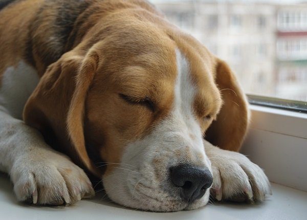dog Beagle with leishmaniasis sleeping on the windowsill in the apartment