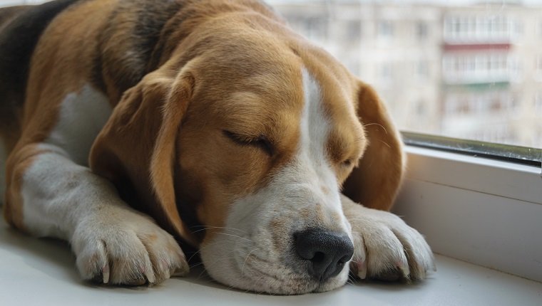 dog Beagle with leishmaniasis sleeping on the windowsill in the apartment