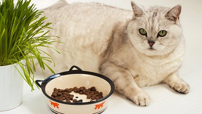 übergewichtige Katze mit Futter