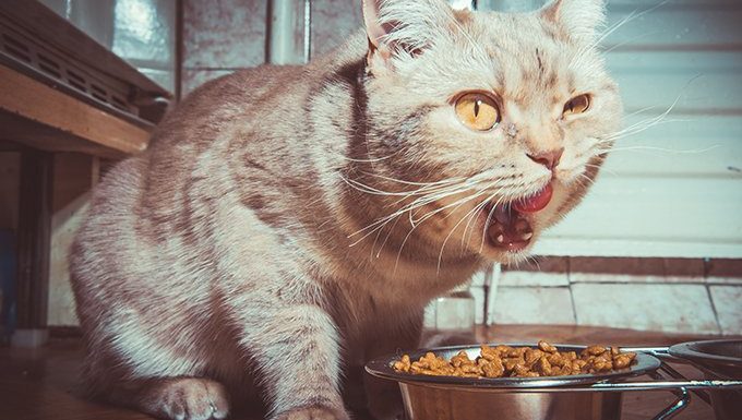 Katze frisst Futter