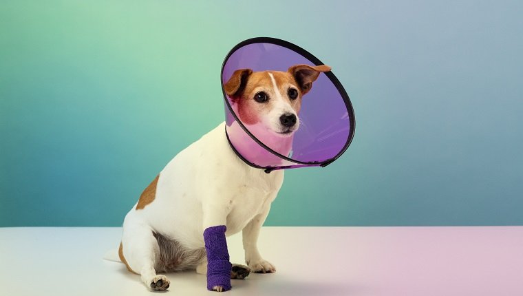 Jack Russell Terrier trägt Plastikschutzkegelkragen, Verband auf Pfote, Porträt