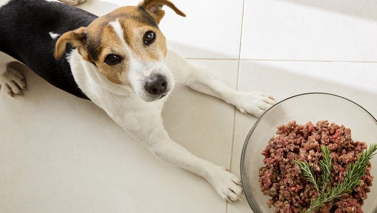Der Dog Jack Russell Terrier liegt mit einer riesigen Schüssel rohem Hackfleisch, Futter für Hundekonzept