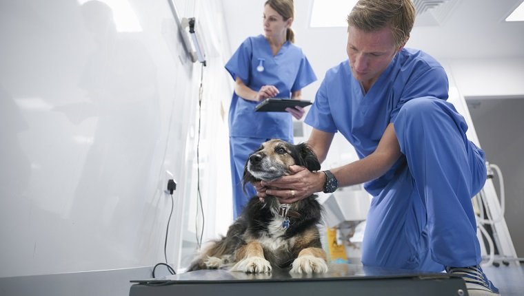 Tierärzte, die chirurgische Peelings tragen, die kleinen Hund in der Veterinärchirurgiepraxis wiegen, Ansicht der Oberfläche