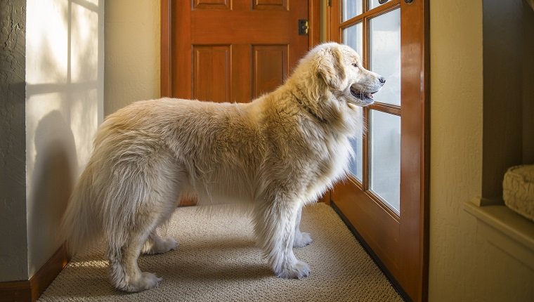 Hund wartet an der Tür