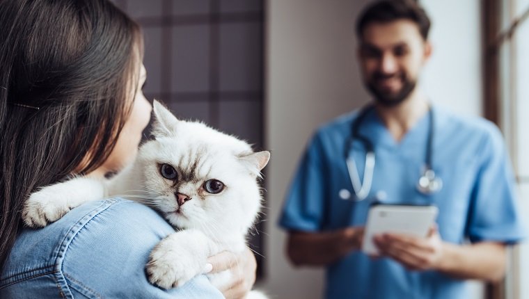 Der hübsche Tierarzt in der Tierklinik untersucht die süße Katze, während sein Besitzer in der Nähe steht und das Haustier an den Händen hält.