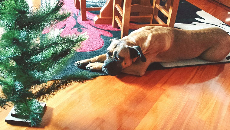 Hochwinkelansicht des Stiermastiffs, der durch Weihnachtsbaum zu Hause entspannt