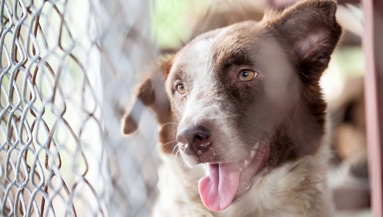 verlassener Hund in einem Käfig eingesperrt