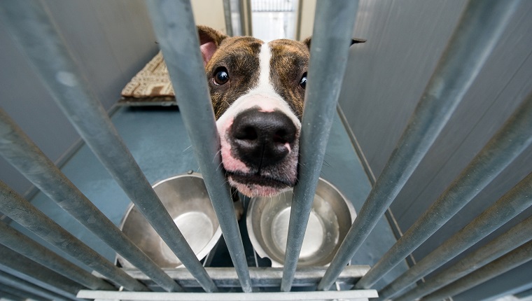 Obdachloser Hund hinter Gittern in einem Tierheim