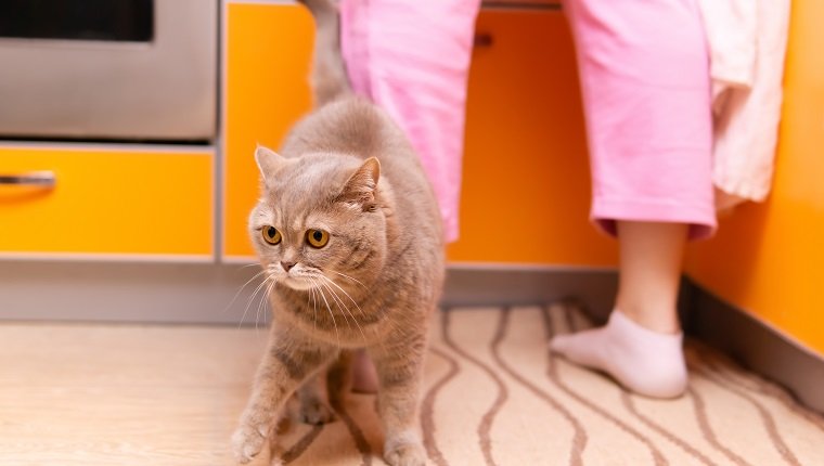süße schottische gerade Katze geht zu Füßen seines Besitzers in der Küche