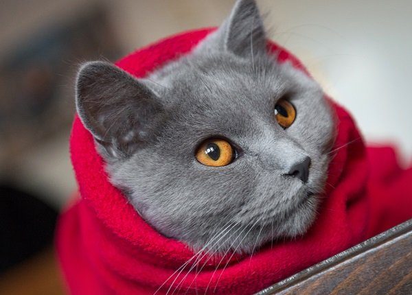 Cat wrapped in a red blanket, ready for cold winter days