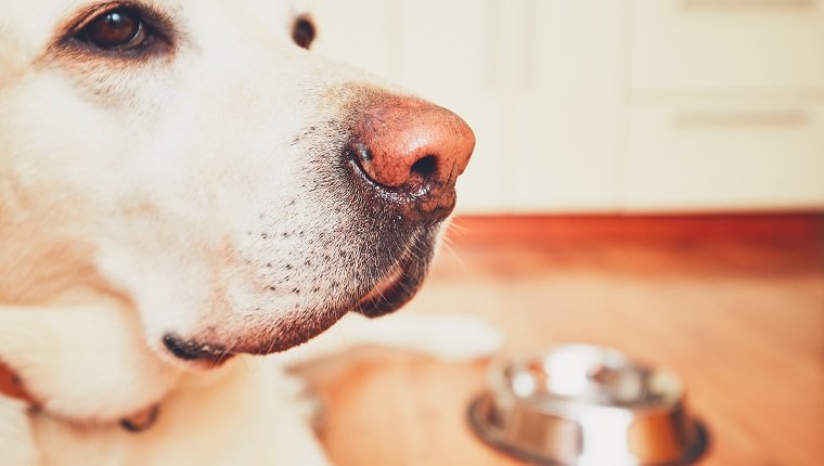 Der Hund vor der leeren Schüssel. Hungriger Labrador Retriever, der darauf wartet, in der Küche gefüttert zu werden. - selektiver Fokus