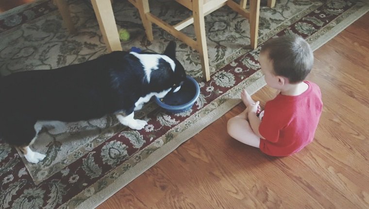 Hohe Winkelansicht des Kleinkindes, das Hund betrachtet, der Nahrung von Schüssel zu Hause isst
