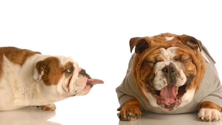 englische Bulldogge, die Zunge an einem anderen lachenden Hund klebt - Konzept des Mobbings