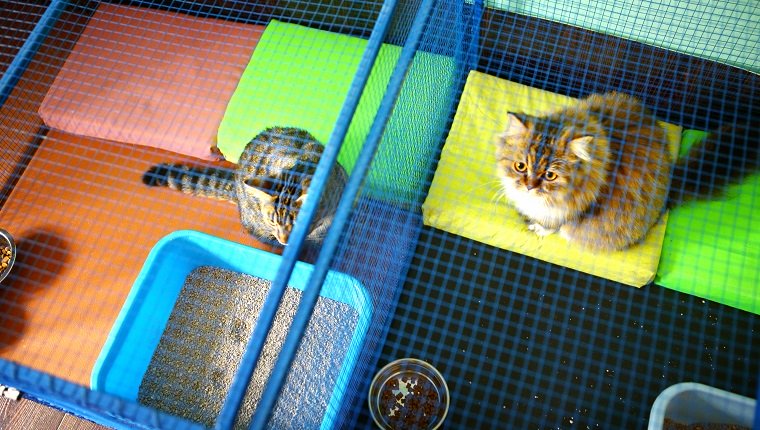 Zwei braune Hauskatzen, die in Käfigen im Katzenhaus ruhen. Dies ist eigentlich eine Katzenbetreuungsvilla, in der diese Katzen bleiben, während ihr Besitzer im Urlaub ist. Katzen haben alle Privilegien wie zu Hause. Draufsicht.