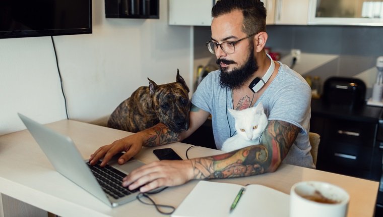 Mittlerer erwachsener Mann, der zu Hause am Laptop mit seinem Hund, amerikanischem Staffordsire Terrier und seiner weißen Katze arbeitet, die neben ihm sitzt.