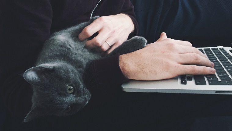 Nahaufnahme der Katze, die auf Mann liegt, der am Laptop arbeitet