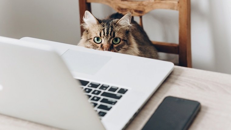 süße Katze, die auf Holzstuhl am Tisch mit Laptop sitzt. Heimarbeit und freiberufliches Konzept. Maine Coon im stilvollen Büro- oder Heimarbeitsplatz. lustige Geschäfte und Arbeitssituation