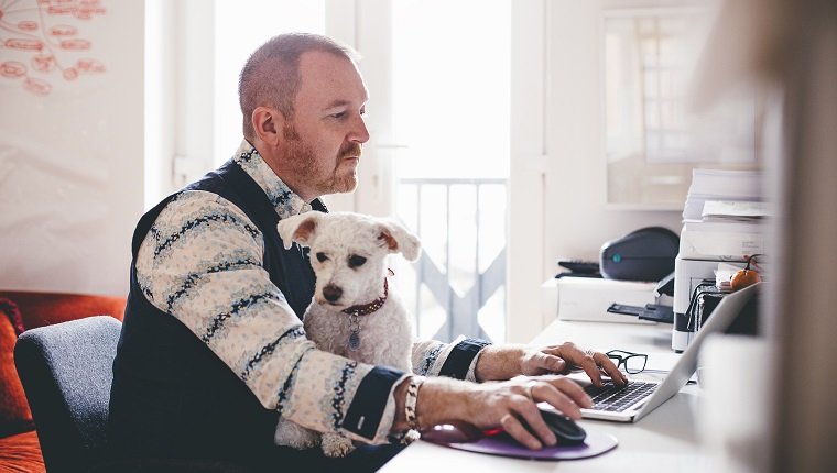Reifer Mann, der von zu Hause in seinem Büroraum des Studios mit seinem Hund arbeitet, der auf seinem Schoß sitzt.