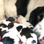 25 MEHR süße Mama Hunde und ihre Welpen zum Muttertag [PICTURES]