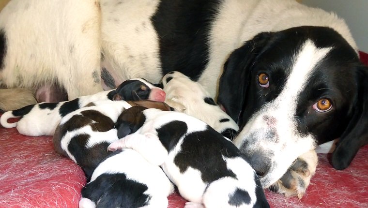 25 MEHR süße Mama Hunde und ihre Welpen zum Muttertag [PICTURES]