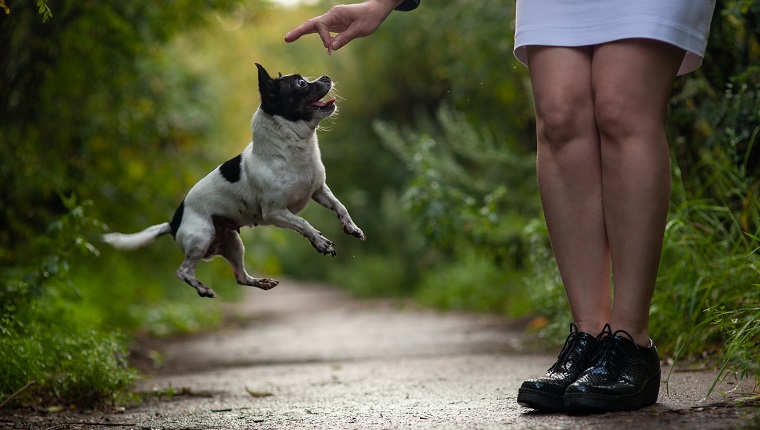 lustiges Springen des Chihuahua-Hundes für eine Belohnung