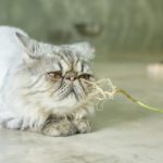 Gray striped Persian cat and a root of Indian acalypha.