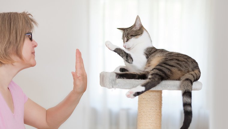 Woman teaching cat to high five