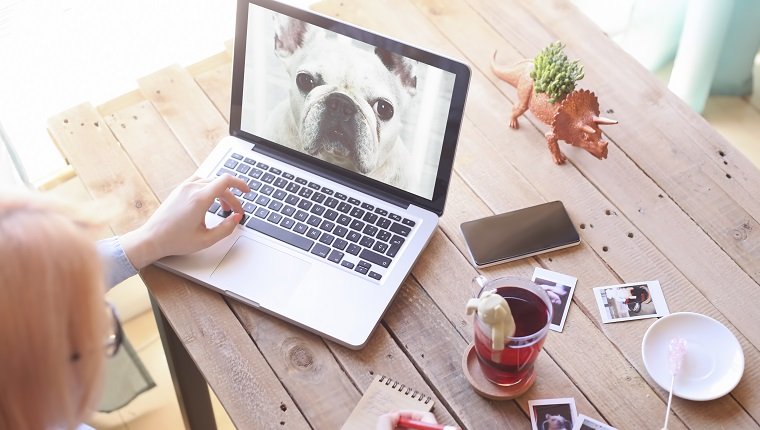 Frau, die Foto des Hundes auf Laptop betrachtet
