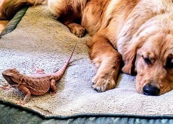 A bearded dragon and her best friend sharing a bed