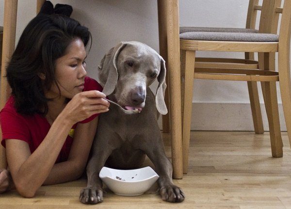 Woman spoon feeding dog under dining table