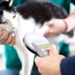 Veterinarian identify cat by microchip implant